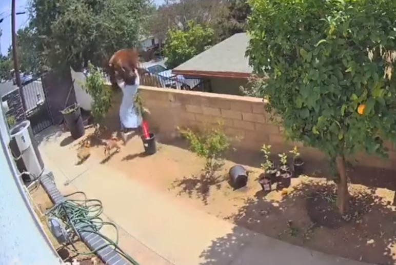 Видео: Жена турна мечка од ограда за да ги спаси своите кучиња