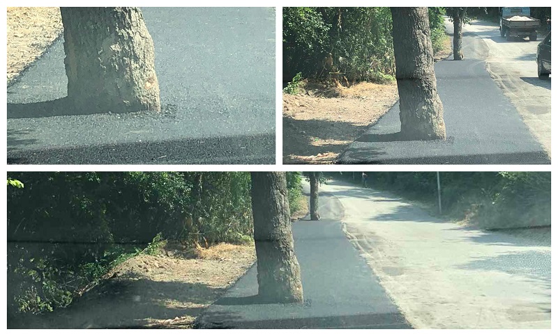 Во Скопје ги бетонираа, а во Охрид ги АСФАЛТИРАА дрвата❗ (Фото)