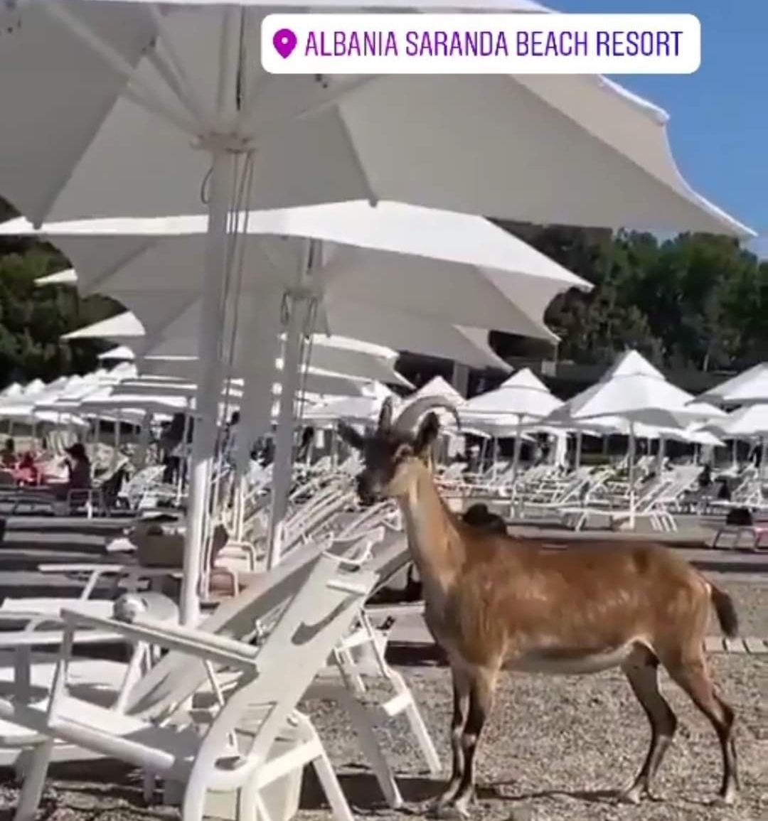 Козите од Нервно на платен одмор во Саранда… Студио?