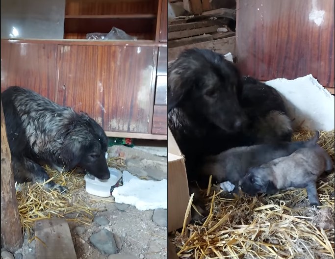 Со ПУШКА ПУКАЛ во куче: Застреланата кучка е ЖИВА, полицијата презема мерки