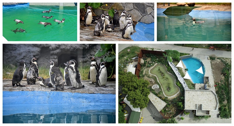 ФОТО: Скопје доби „Залив на пингвините“ во зоолошката градина кој чини 17,7 милиони денари