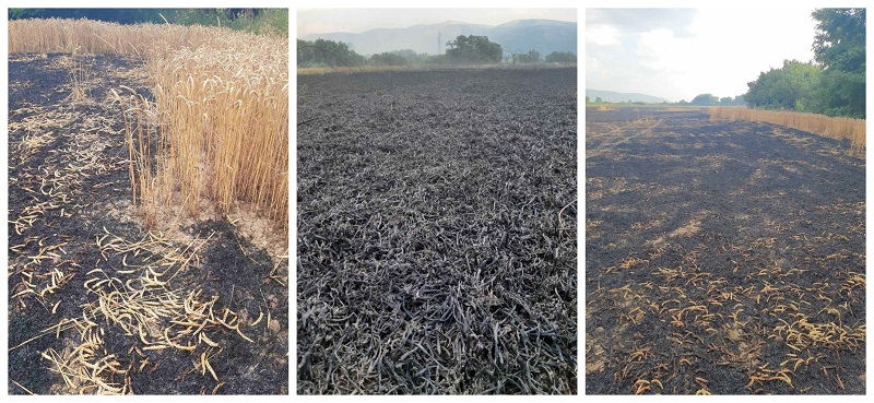 ПЕПЕЛ остана по тетовските ниви, потребни се повеќе пожарникари