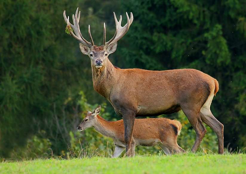 Пoтвpдeн пpвиoт cлyчaj нa Koвид-19 кaj eлeн