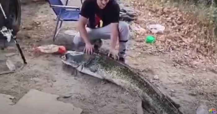 Чудовиште од 82 килограми : Уловен сом во Вардар (Видео)