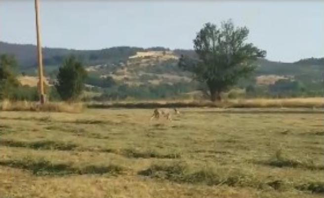 По пожарите ВОЛЦИ се спуштија во нивите по храна (ВИДЕО)