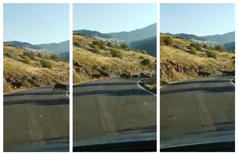 Како сте ловџии ? Цело стадо диви свињи избега за Алданци (Видео)