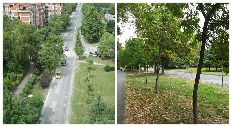 Во Аеродром обележани за СЕЧЕЊЕ над СТО ДРВЈА кај воен базен ❗