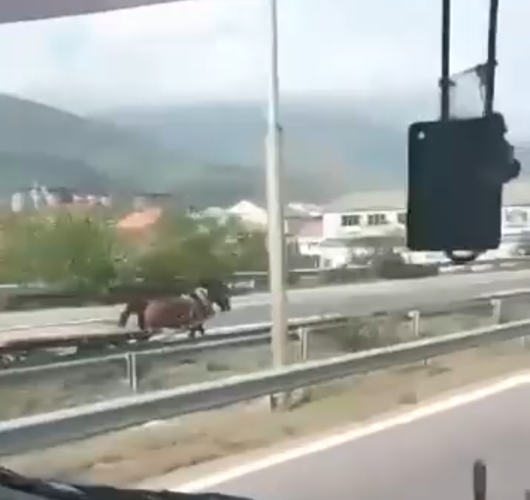 Потера по КОЊ, ниту полицијата не можела да го сопре екстремно брзото животно (ВИДЕО) ?