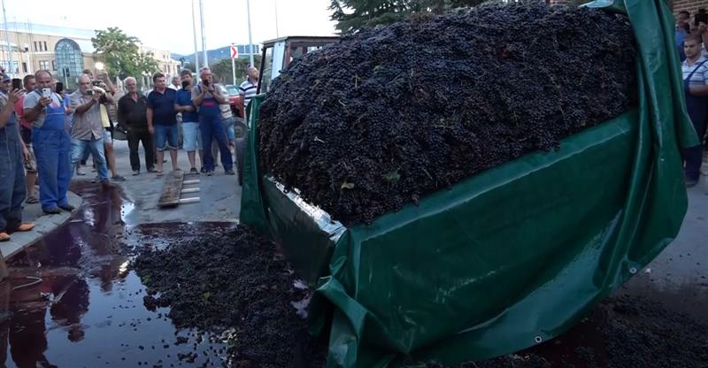 Лозарите навредени и излажани, сок од грозје течеше во Кавадарци (ВИДЕО)
