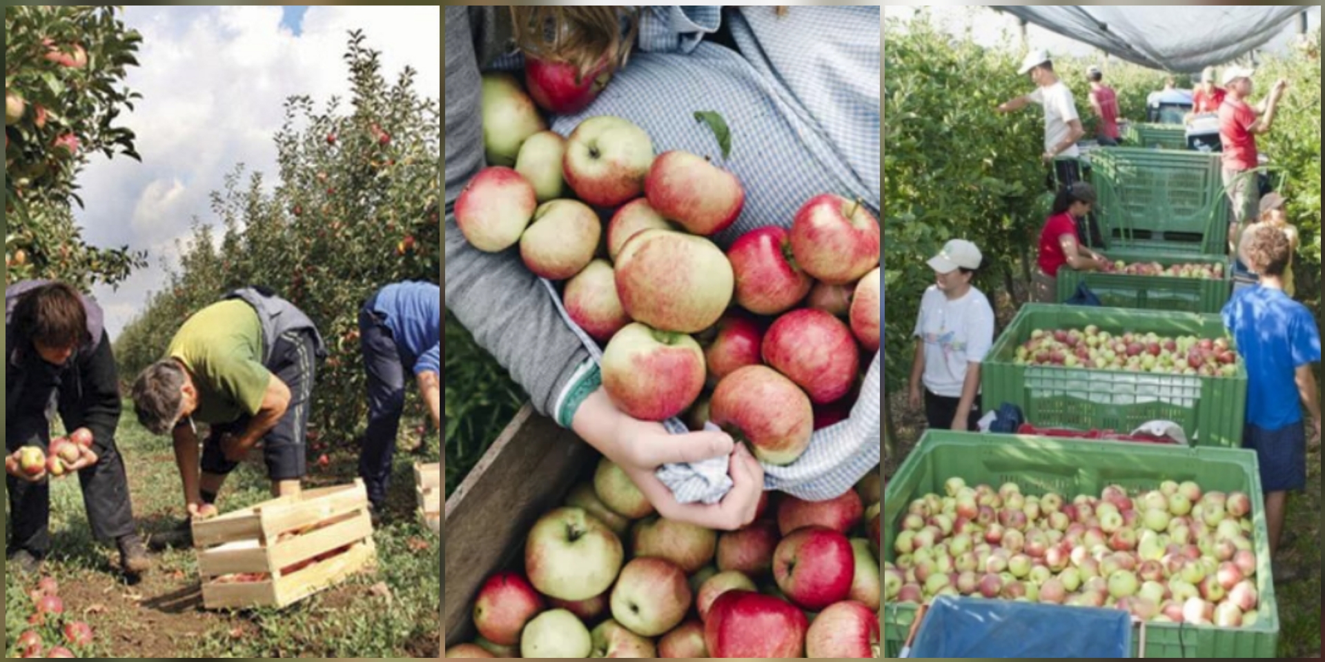 Додека нашите работници се во Италија, во Македонија на помош доаѓаат работници од соседството