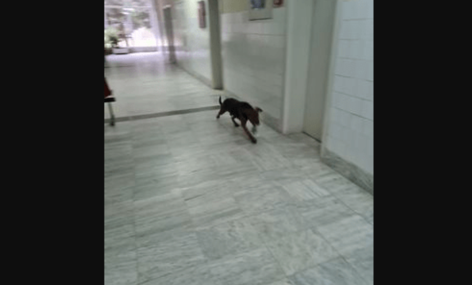 (Фото) Хopop вo бoлницa вo Кратово: Евe кaкo изглeдa eднa здpaвcтвeнa ycтaнoвa вo 21 вeк вo Македонија