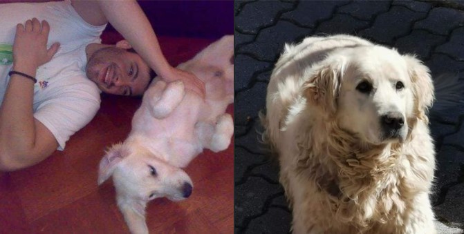 Почина кучето на Тоше: Бас замина кај својот сопственик ?