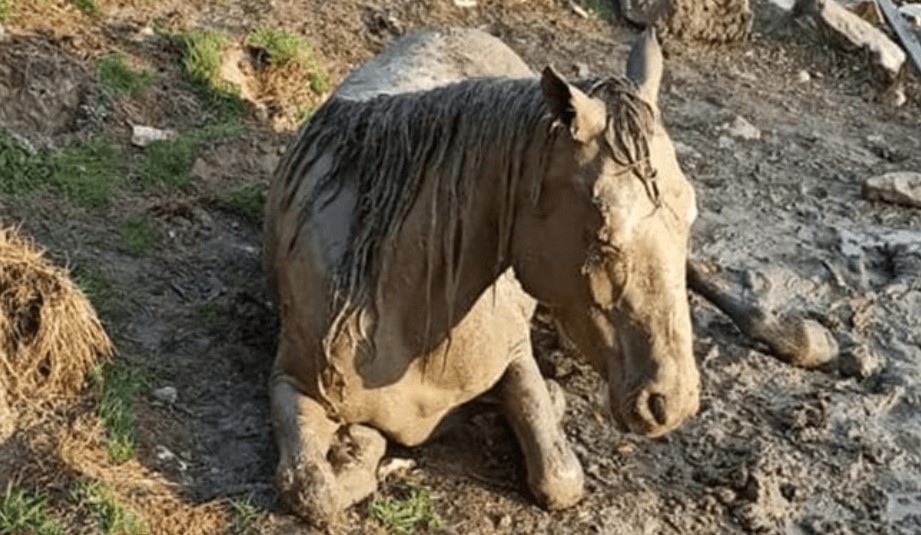 (Видео) Локалните жители во селото Загоричани спасија ждребе кое три дена било заглавено во кал ?