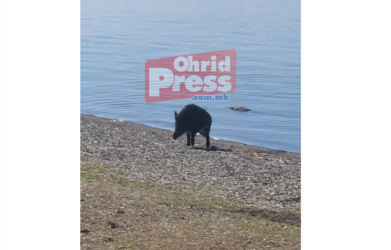 Дива свиња на есенско капење во Охридското Езеро (Фото/Видео)