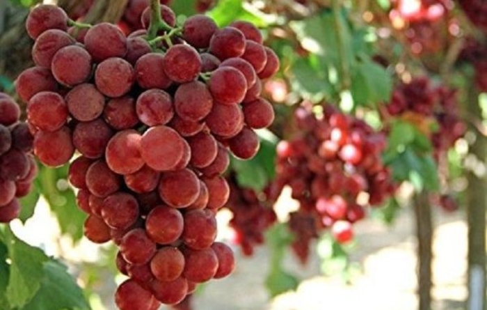 Најскапото грозје на светот: 10.000 ДОЛАРИ за КГ, рубин за римски императори