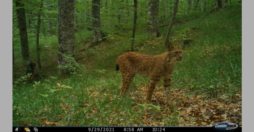 Балканскиот ендемски рис се крие на Галичица