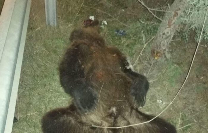 Кичевчанец со „Шкода“ удри и усмрти мечка на автопатот Тетово-Скопје (ФОТО)