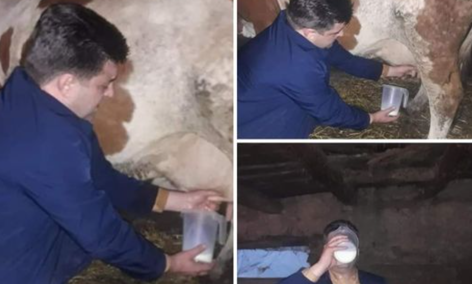 (Фото) Наумоски молзеше крава, па се напи пресно млеко