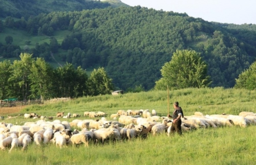 Светиот маченик, Марко овчарот
