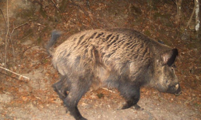Дива свиња УБИ ЛОВЏИЈА во Неготино