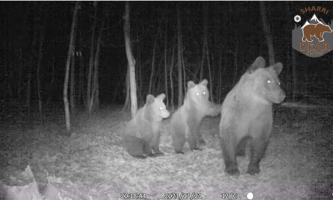 (Видео)Мечка со мечиња снимена на Шар Планина