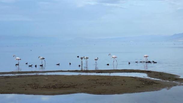 Јато фламинга на Охридското Езеро (Фото и Видео)
