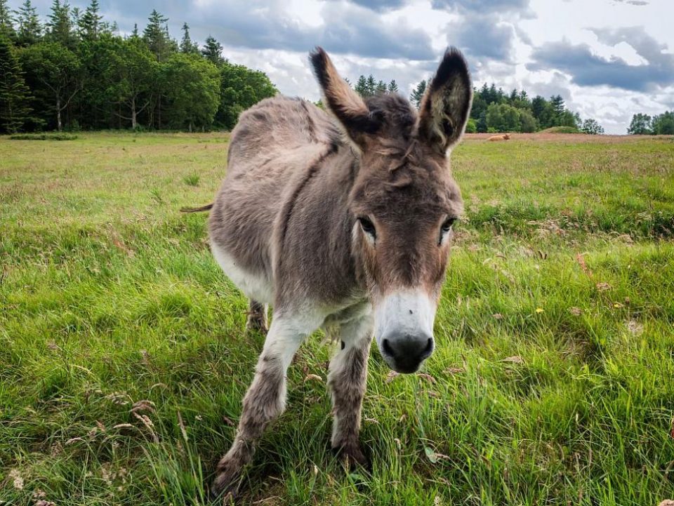 Кавадарчанец објавил видео на Фејсбук како има полов однос со МАГАРЕ , судот го казнил со 400 ЕВРА