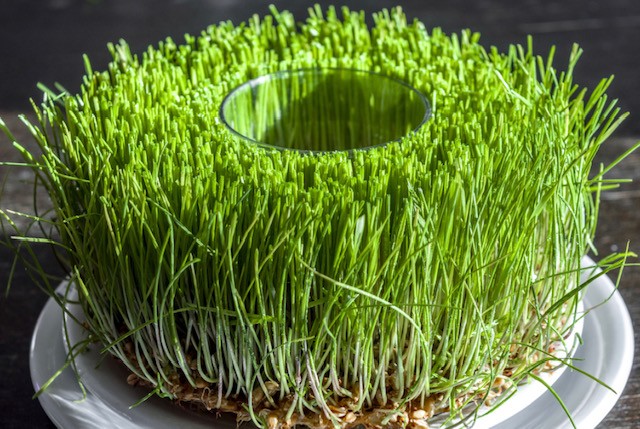 Денеска се сади Божиќна пченица, еве како е најдобро да го направите тоа