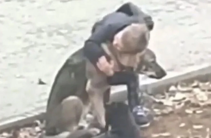 Видео кое го разнежни светот: Момче застанало да прегрне бездомно куче, мислејќи дека никој не го гледа