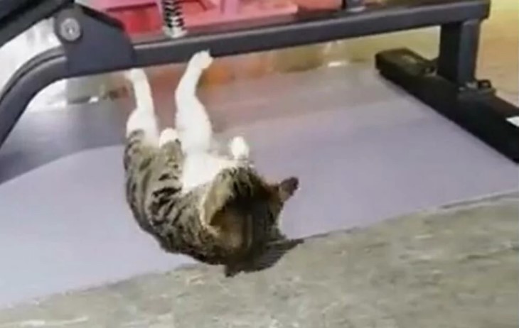 Џејмс Бонд МАЧКА (Видео)