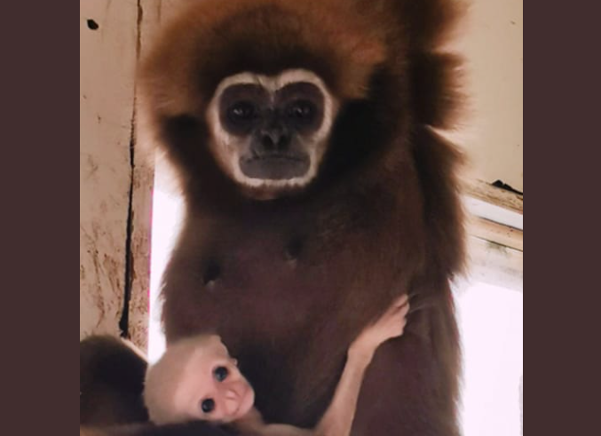 Во скопската зоолошка градина се роди ново бебенце – редок вид белорак гибон, за неговата сестра неодамна пишуваше целиот свет (ФОТО)