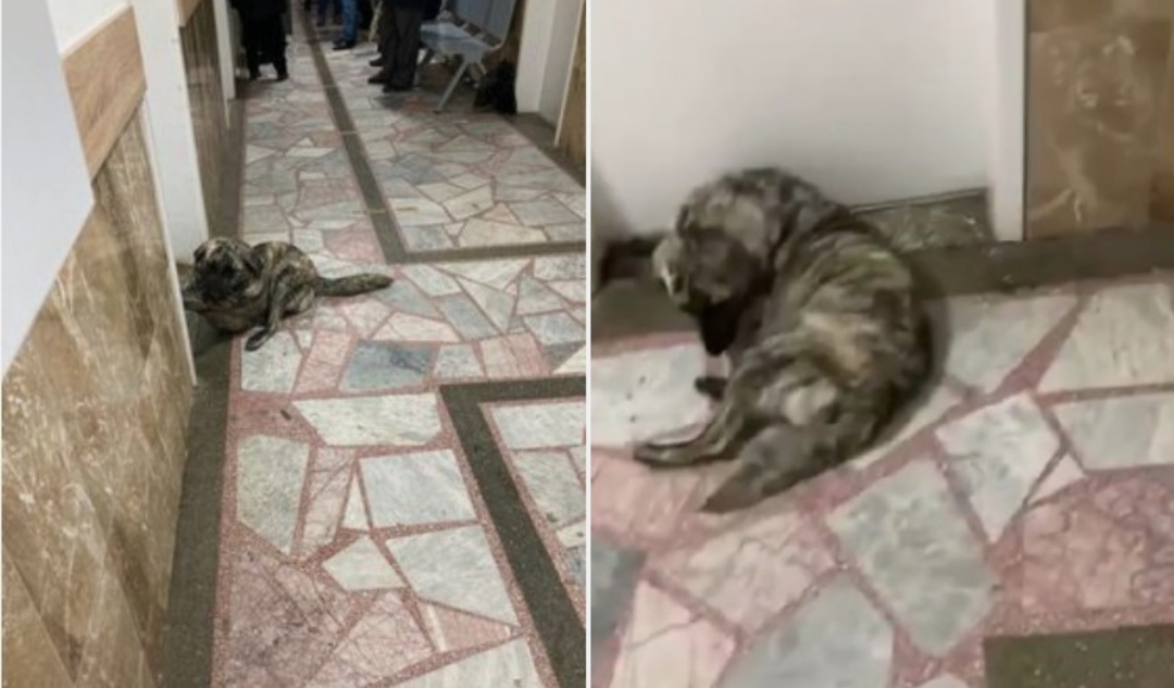 ВИДЕО: Додека граѓаните чекаат преглед, во ходникот од болницата во Кичево друштво им прави и куче