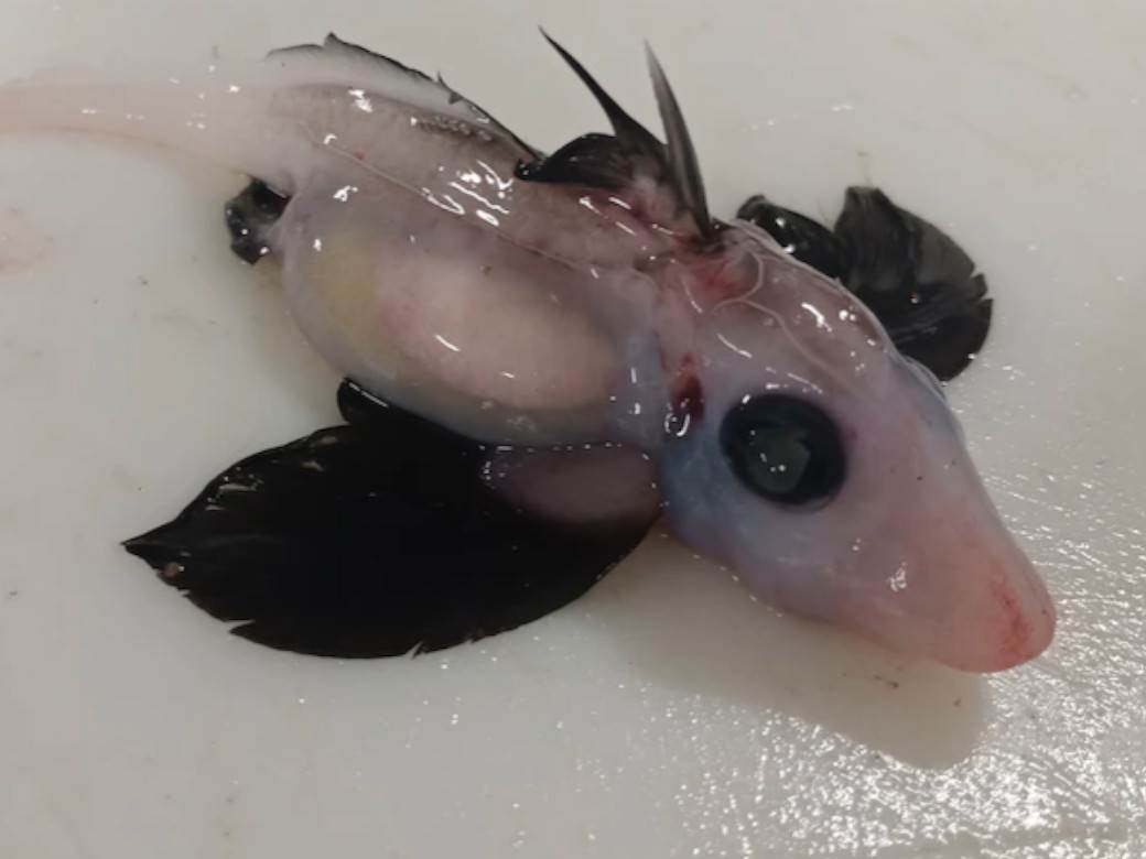 ФОТО: Пронајдено чудно суштество во океанските длабочини, еве што велат научниците за „дух ајкула“