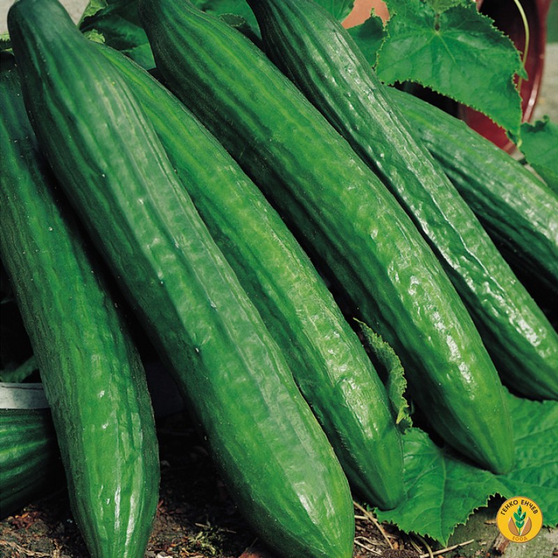 ОД ШОПСКА ПАРИ ИМАМЕ САМО ЗА СИРЕЊЕ Краставиците станаа луксуз