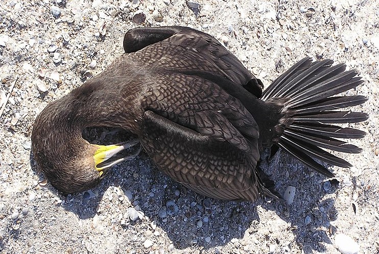 Птичји грип откриен кај корморан во штипско, граѓаните да внимаваат на пцовисани птици