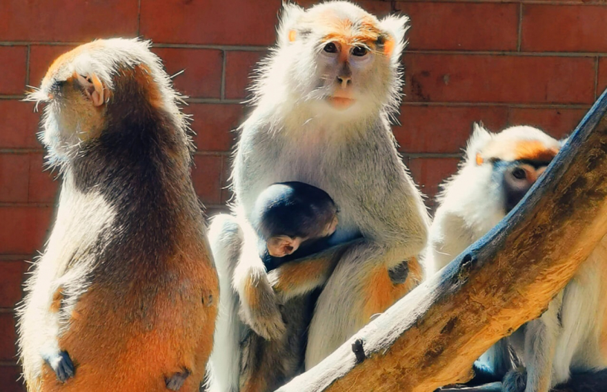 Нови бебиња во Зоолошката градина, се родија мали патаси
