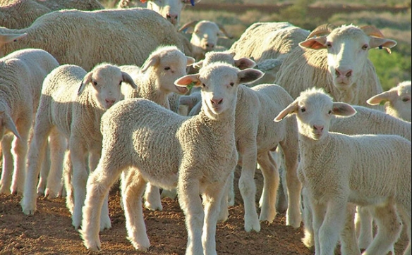 Јагнешкото ќе поскапи за велигденските празници, се очекува да надмине 200 ДЕНАРИ за килограм