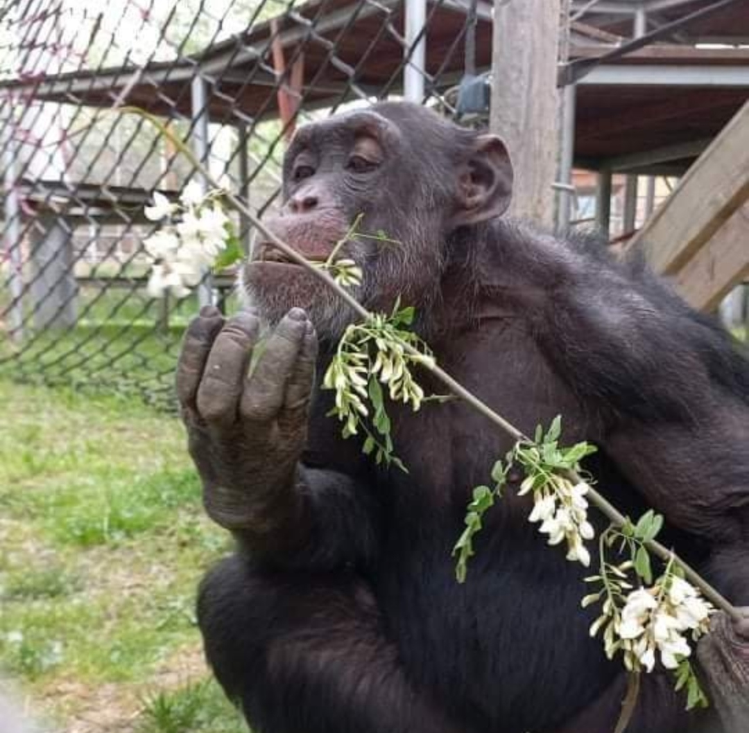 Хортикултурно разубавување во ЗОО Скопје во кое ужива Коко (Фото)