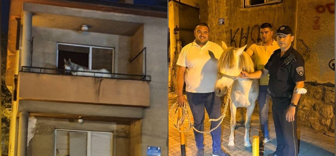 Коњот од напуштената зграда во Дебар маало спасен во Зоолошка