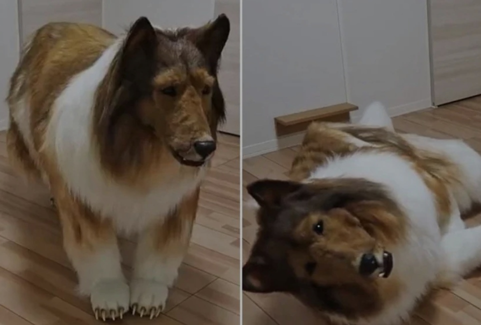 Потрошил 13.000 фунти за да личи на шкотски овчар: „Отсекогаш сум сакал да бидам куче“