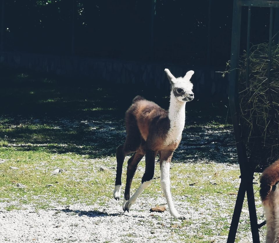 И трето бебе се роди кај ламите, со уникатни шари