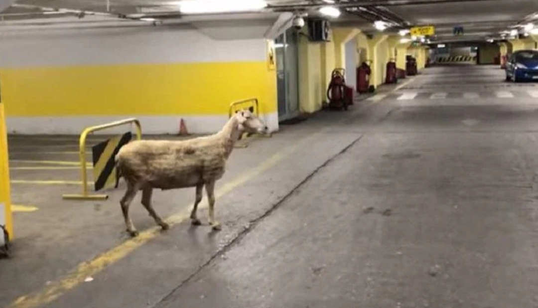(Видео) Овца се прошета низ подземниот паркинг во ГТЦ
