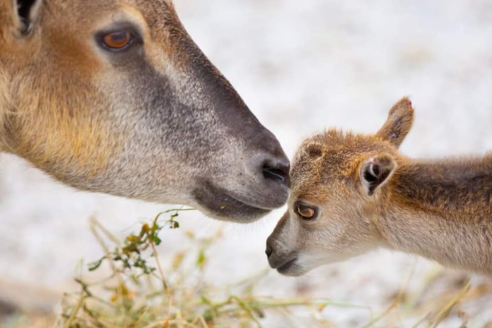 Бебиња и кај хималајскиот тар во скопската Зоолошка градина (ФОТО)