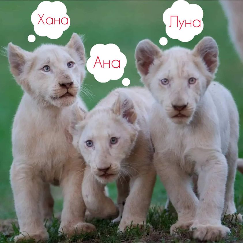 Лавчињата во Зоолошка добија имиња !