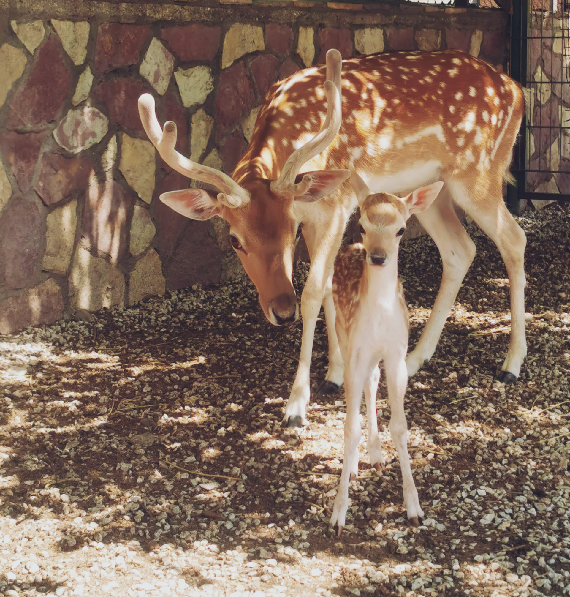Убави вести од скопска зоолошка, се роди срнче (Фото)