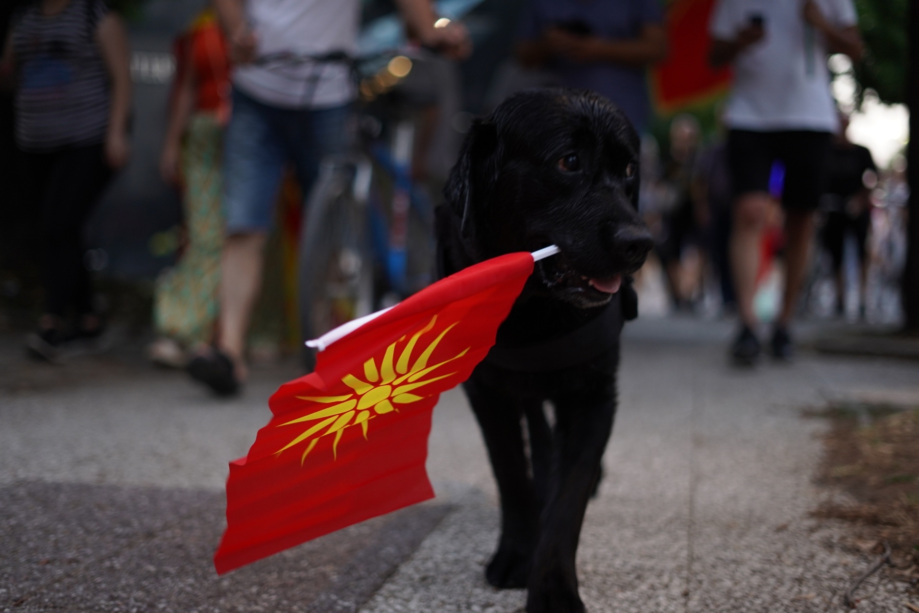 (Фото) Кученцето со знамето од Кутлеш е позитива !