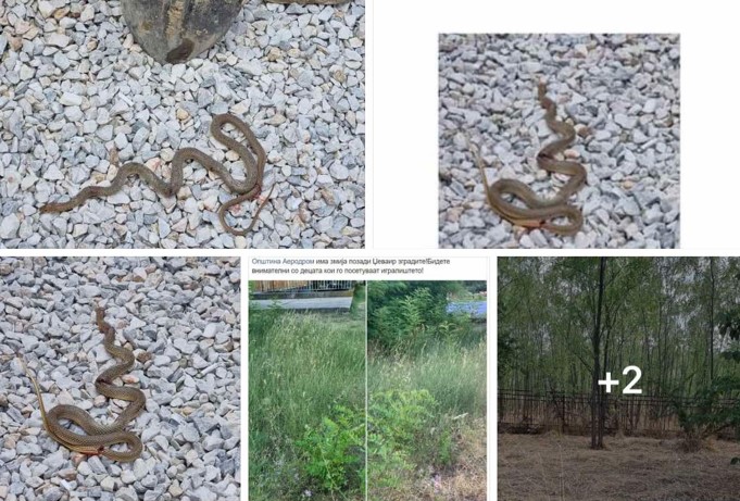 СДСМ ДРАМАТИЧНО: Енормна појава на змии низ Аеродром, општината демантира сликите се од Австралија