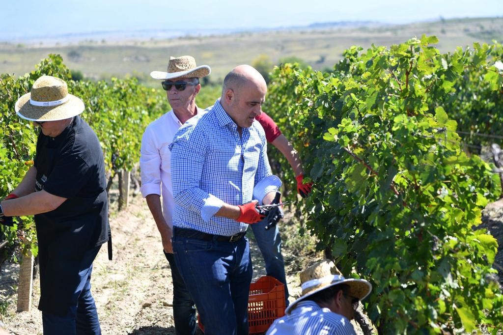 Ковачевски по примерот на Груевски, облече ракавици и береше грозје