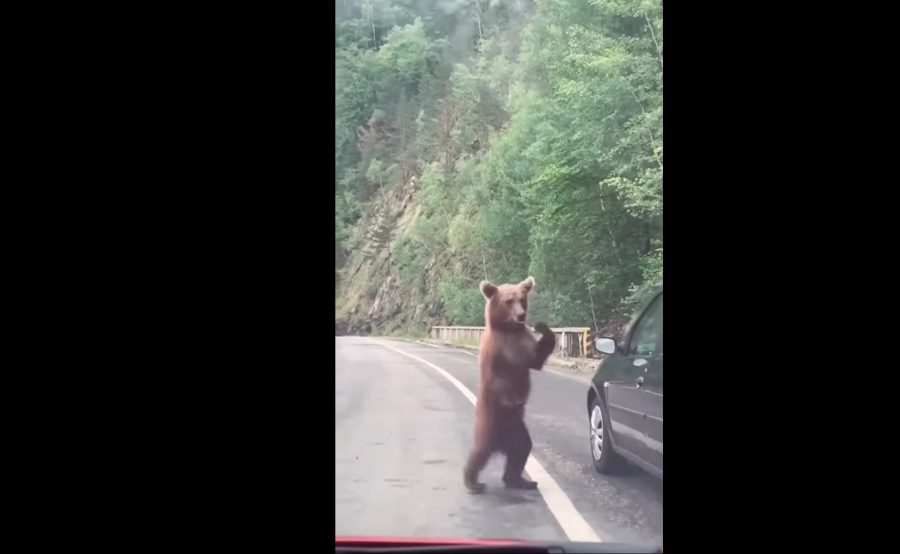 Мечка истрча на патот и го запре сообраќајот! (ВИДЕО)