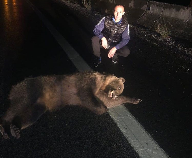 ФОТО: Кумановец ја раскажува битката со мечката на автопат кон Скопје: Еве како избегав жив!